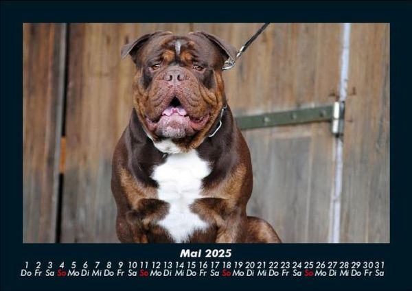 Produktbild: Der Hundekalender 2025 Fotokalender DIN A5