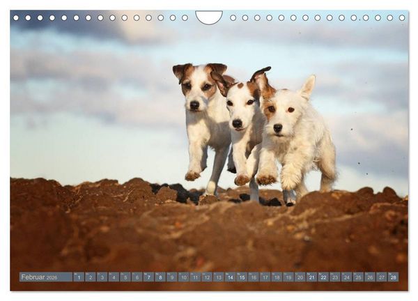 Produktbild: Die Parson-Russell-Terrier ...mit neuen Abenteuern aus der Hundeknipserei (Wandkalender 2026 DIN A4 quer), CALVENDO Monatskalender