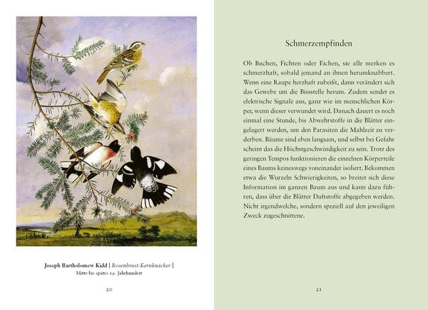 Produktbild: Weisheiten aus &raquo;Das geheime Leben der B&auml;ume&laquo;
