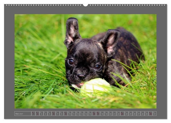 Produktbild: Franz&ouml;sische Bulldoggen (hochwertiger Premium Wandkalender 2027 DIN A2 quer), Kunstdruck in Hochglanz