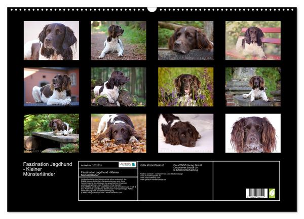 Produktbild: Faszination Jagdhund - Kleiner M&uuml;nsterl&auml;nder (Wandkalender 2026 DIN A2 quer), CALVENDO Monatskalender