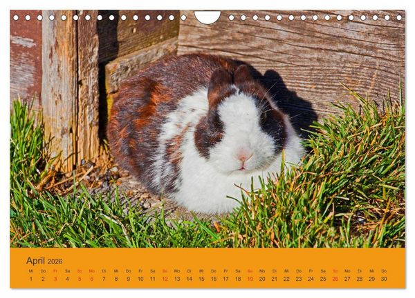 Produktbild: Wir sind die Stars am Bauernhof (Wandkalender 2026 DIN A4 quer), CALVENDO Monatskalender