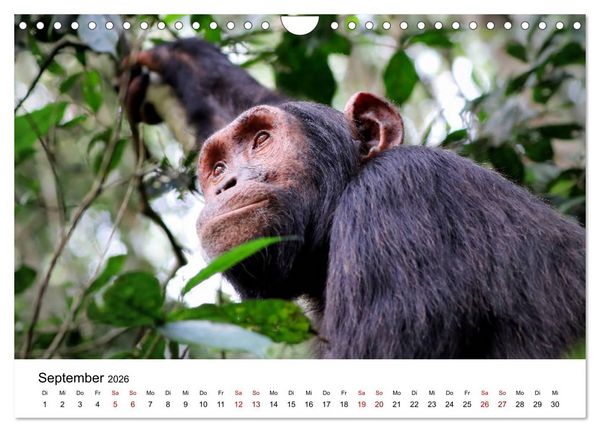 Produktbild: UGANDA - Berggorillas & Chimps (Wandkalender 2026 DIN A4 quer), CALVENDO Monatskalender
