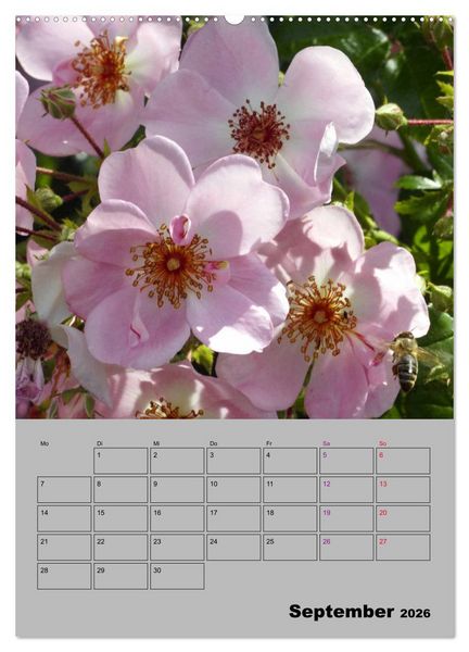 Produktbild: Rosen - Symbol der Liebe und Verehrung (Wandkalender 2026 DIN A2 hoch), CALVENDO Monatskalender