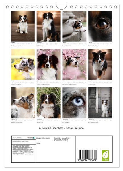 Produktbild: Australian Shepherd - Beste Freunde (Wandkalender 2026 DIN A4 hoch), CALVENDO Monatskalender