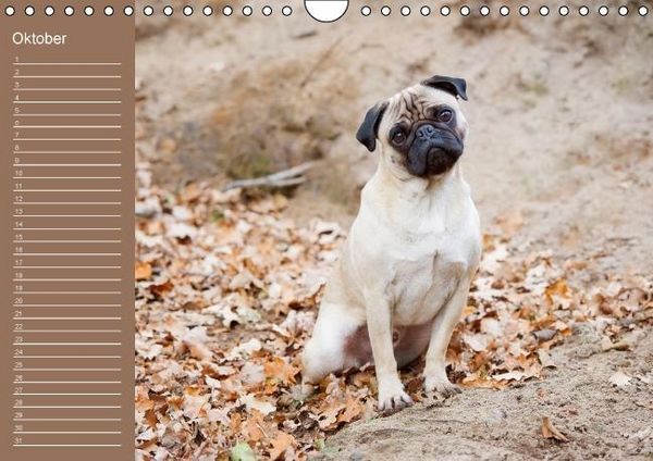 Produktbild: Ein Mops f&uuml;rs Herz (Wandkalender immerw&auml;hrend DIN A4 quer)