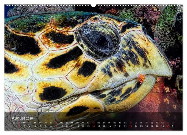 Produktbild: Schildkr&ouml;ten des Ozeans (Wandkalender 2026 DIN A2 quer), CALVENDO Monatskalender