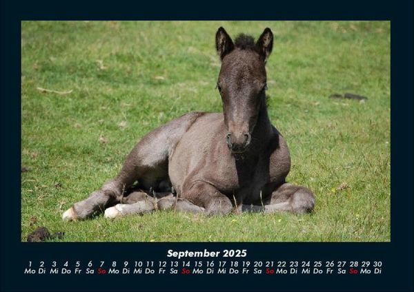 Produktbild: Tierkalender 2025 Fotokalender DIN A4