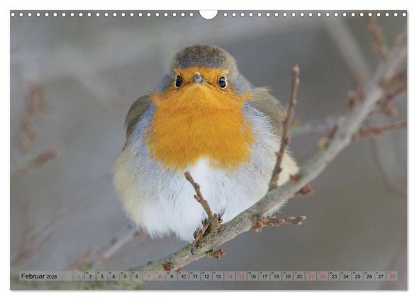 Produktbild: Steckbriefe einheimischer V&ouml;gel (Wandkalender 2026 DIN A3 quer), CALVENDO Monatskalender