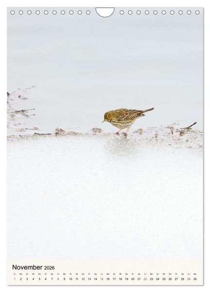 Produktbild: Vogelwelt der Schweiz (Wandkalender 2026 DIN A4 hoch), CALVENDO Monatskalender