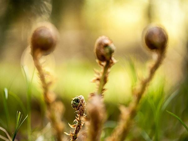 Produktbild: CALVENDO Puzzle Wurmfarn (Dryopteris filix-mas) | 1000 Teile Lege-Gr&ouml;&szlig;e 64x48cm Foto-Puzzle f&uuml;r gl&uuml;ckliche Stunden