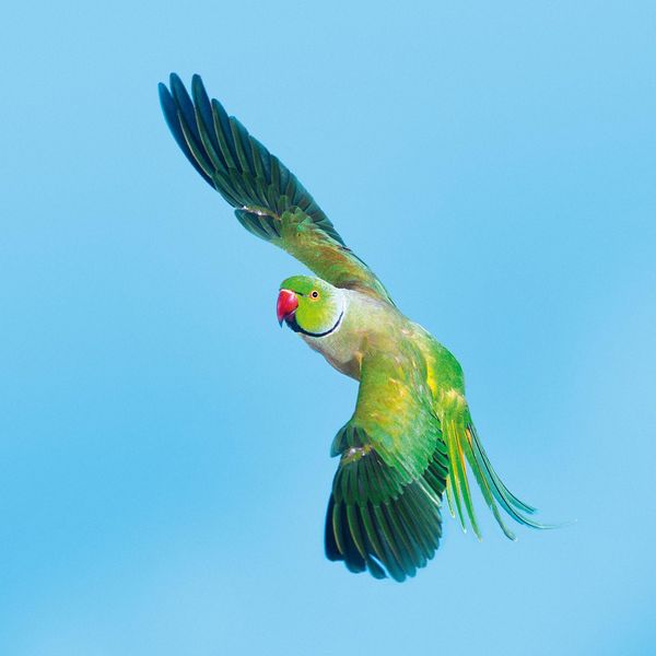 Produktbild: Birds 2027