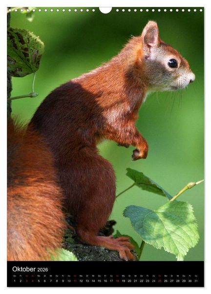 Produktbild: Eichh&ouml;rnchen (Wandkalender 2026 DIN A3 hoch), CALVENDO Monatskalender