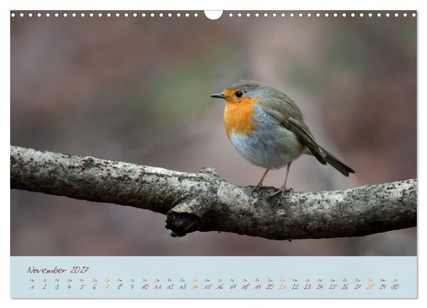 Produktbild: Sch&ouml;nheiten des Waldes (Wandkalender 2027 DIN A3 quer), CALVENDO Monatskalender