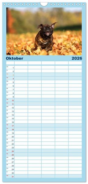 Produktbild: Familienplaner 2026 - Welpen - Puppies mit 5 Spalten (Wandkalender, 21 x 45 cm) CALVENDO