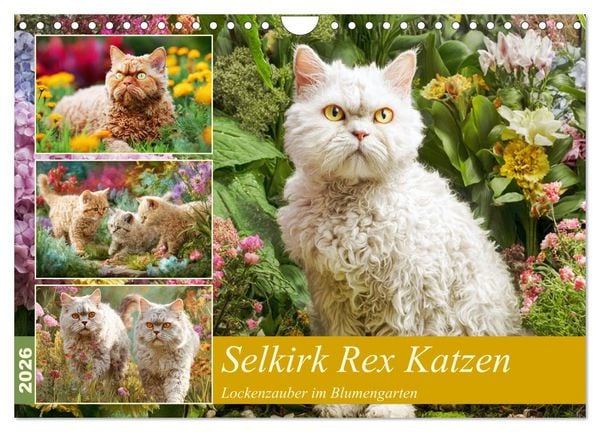 Produktbild: Selkirk Rex Katzen. Lockenzauber im Blumengarten (Wandkalender 2026 DIN A4 quer), CALVENDO Monatskalender
