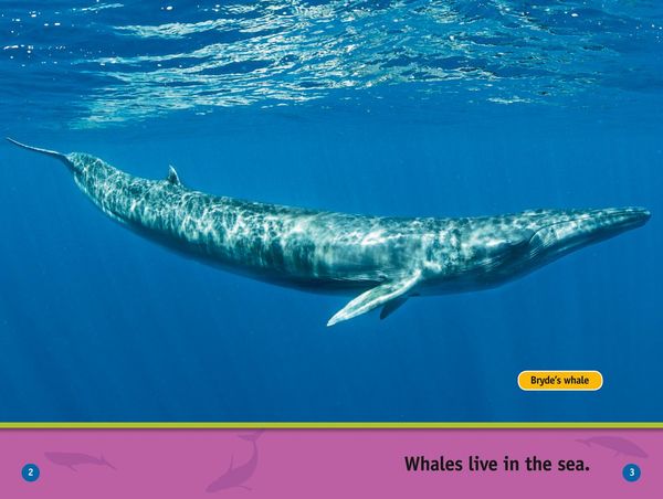 Produktbild: Nat Geo Reader - Whales L1