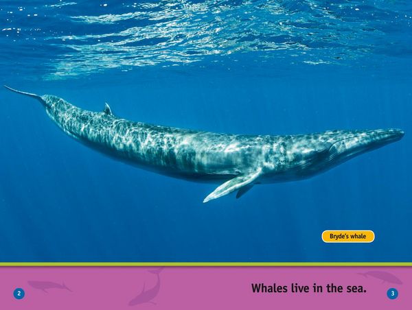 Produktbild: Whales