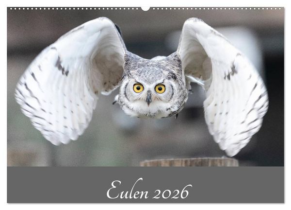 Produktbild: Eulen 2026 (Wandkalender 2026 DIN A2 quer), CALVENDO Monatskalender