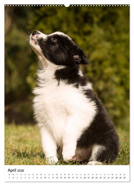 Produktbild: Border Collie Zuckerschnuten (Wandkalender 2026 DIN A2 hoch), CALVENDO Monatskalender