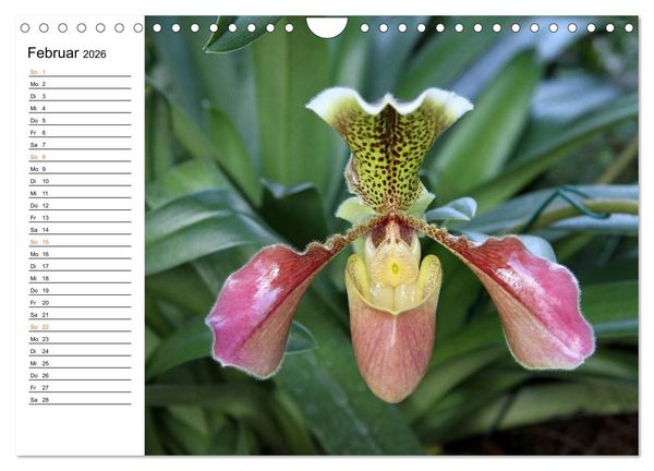 Produktbild: Prachtvolle Orchideen (Wandkalender 2026 DIN A4 quer), CALVENDO Monatskalender