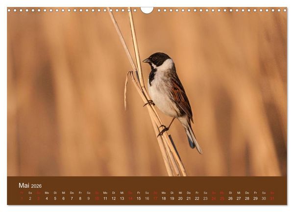 Produktbild: Der Federsee - Vogelparadies in Oberschwaben (Wandkalender 2026 DIN A3 quer), CALVENDO Monatskalender