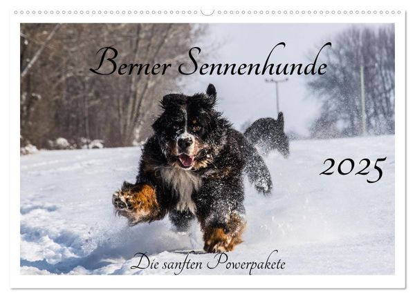 Berner Sennenhunde - Die sanften Powerpakete (Wandkalender 2025 DIN A2 quer), CALVENDO Monatskalender