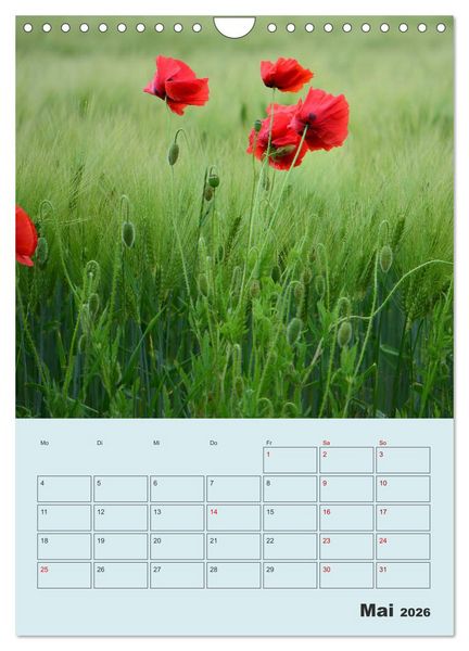 Produktbild: Moin Heiligenhafen (Wandkalender 2026 DIN A4 hoch), CALVENDO Monatskalender