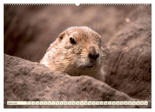 Produktbild: Pr&auml;riehunde - s&uuml;&szlig;e S&auml;uger (hochwertiger Premium Wandkalender 2026 DIN A2 quer), Kunstdruck in Hochglanz