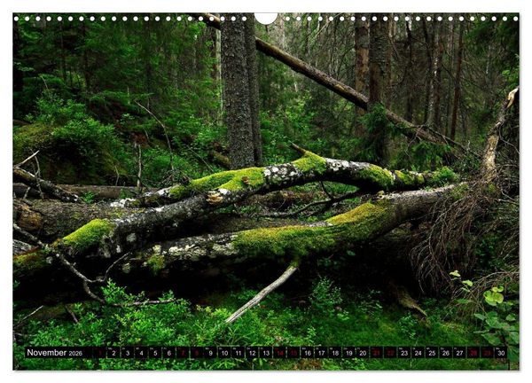 Produktbild: Tiveden, der NatURWALD in Schweden (Wandkalender 2026 DIN A3 quer), CALVENDO Monatskalender