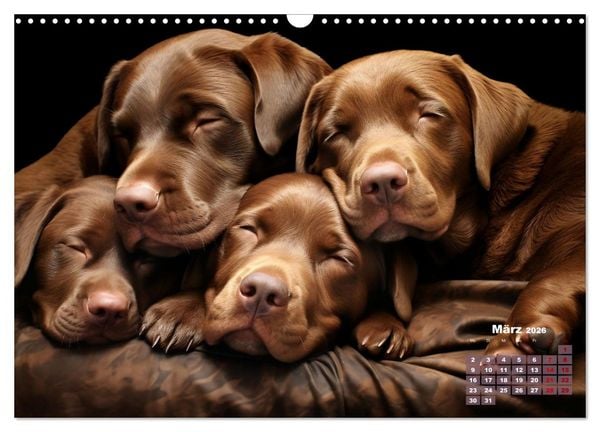 Produktbild: Wenn sie schlafen... (Wandkalender 2026 DIN A3 quer), CALVENDO Monatskalender