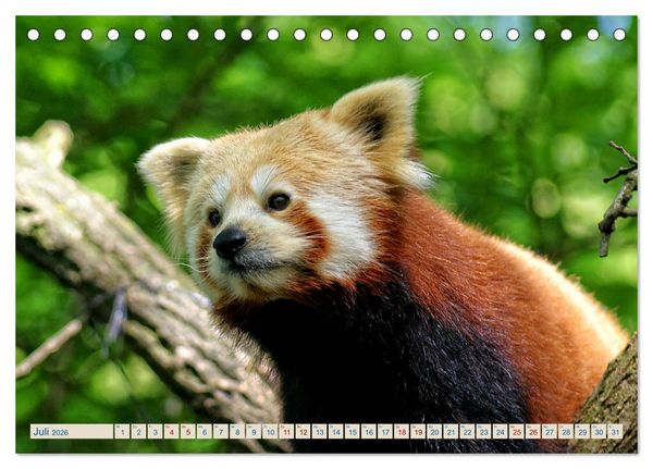 Produktbild: Kleiner Panda auf Entdeckungstour (Tischkalender 2026 DIN A5 quer), CALVENDO Monatskalender