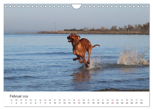 Produktbild: Ridgebacks - Hunde aus Afrika (Wandkalender 2026 DIN A4 quer), CALVENDO Monatskalender