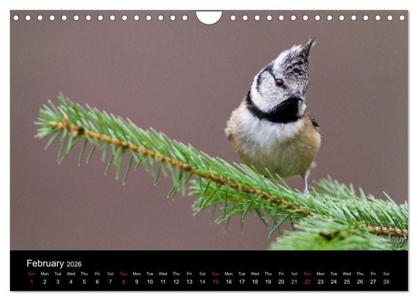 Produktbild: Scotland's Wildlife 2026 (Wall Calendar 2026 DIN A4 landscape), CALVENDO 12 Month Wall Calendar