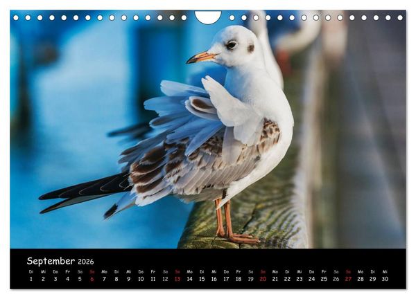 Produktbild: Insel Usedom (Wandkalender 2026 DIN A4 quer), CALVENDO Monatskalender