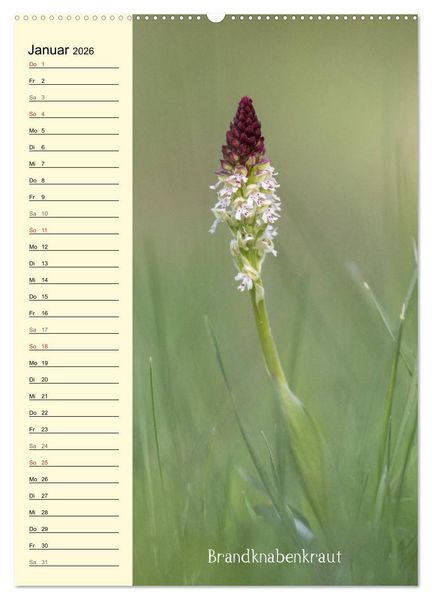 Produktbild: Wildwachsende Orchideen in Bayern (Wandkalender 2026 DIN A2 hoch), CALVENDO Monatskalender