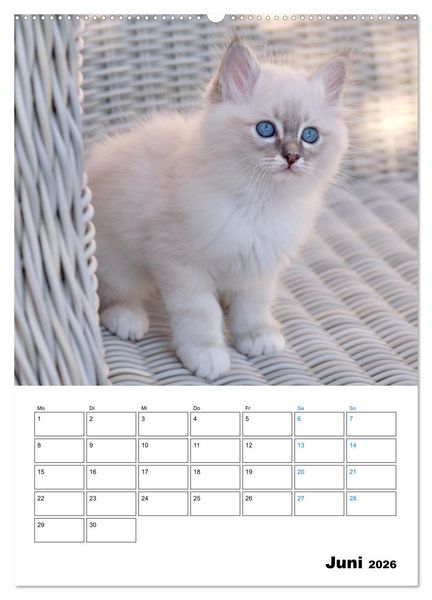 Produktbild: Heilige Birma Kitten - s&uuml;&szlig;e kleine Flauschb&auml;llchen (Wandkalender 2026 DIN A2 hoch), CALVENDO Monatskalender