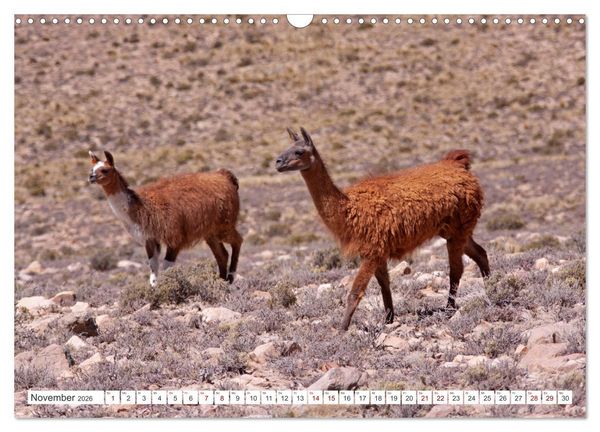 Produktbild: Vielf&auml;ltiges Peru (Wandkalender 2026 DIN A3 quer), CALVENDO Monatskalender