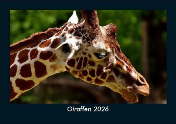 Giraffen 2026 Fotokalender DIN A5