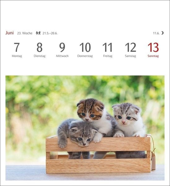 Produktbild: Katzen Postkartenkalender 2027 - Wochenkalender mit 53 Postkarten