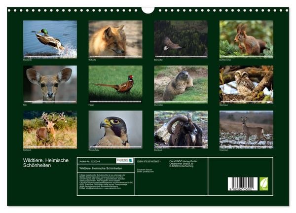 Produktbild: Wildtiere. Heimische Sch&ouml;nheiten (Wandkalender 2026 DIN A3 quer), CALVENDO Monatskalender