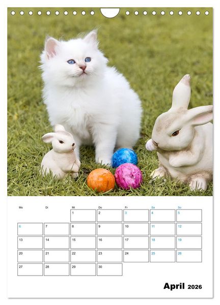 Produktbild: Heilige Birma Kitten - s&uuml;&szlig;e kleine Flauschb&auml;llchen (Wandkalender 2026 DIN A4 hoch), CALVENDO Monatskalender