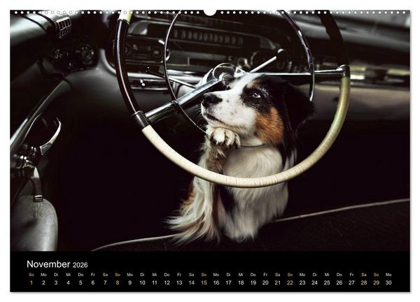 Produktbild: Australian Shepherd - Vielfalt in einer Rasse (Wandkalender 2026 DIN A2 quer), CALVENDO Monatskalender