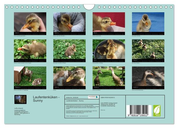Produktbild: Laufentenk&uuml;ken - Sunny (Wandkalender 2026 DIN A4 quer), CALVENDO Monatskalender