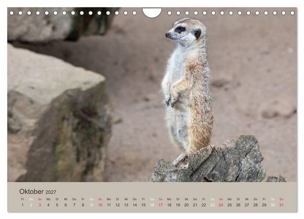 Produktbild: Quirlige Erdm&auml;nnchen (Wandkalender 2027 DIN A4 quer), CALVENDO Monatskalender