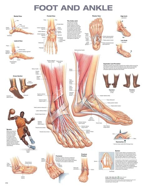 Produktbild: Foot and Ankle Anatomical Chart