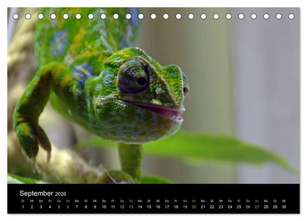 Produktbild: Reptilien (Tischkalender 2026 DIN A5 quer), CALVENDO Monatskalender