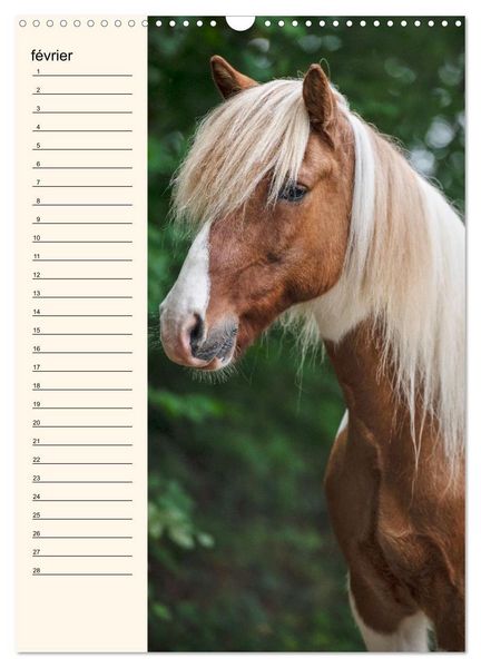 Produktbild: Cheval islandais - Calendrier anniversaire (Calendrier mural 2026 DIN A3 horizontal), CALVENDO calendrier mensuel
