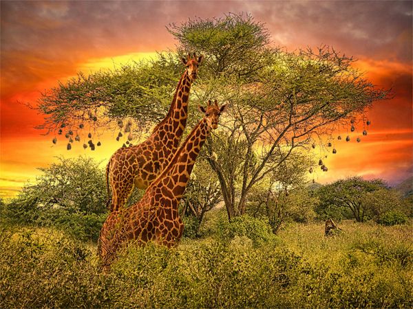 Produktbild: CALVENDO Puzzle Zwei Giraffen im Sonnenuntergang | 1000 Teile Lege-Gr&ouml;&szlig;e 64x48cm Foto-Puzzle f&uuml;r gl&uuml;ckliche Stunden