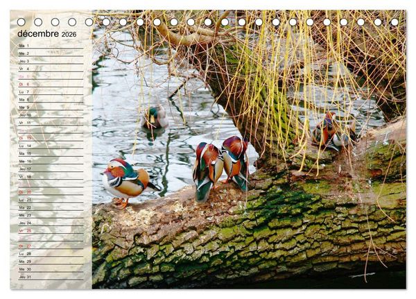 Produktbild: La vie paisible des canards (Calendrier de bureau 2026 DIN A5 vertical), CALVENDO calendrier mensuel